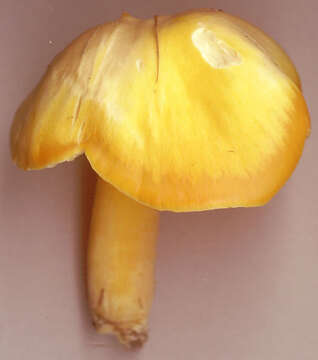 Hygrocybe chlorophana (Fr.) Wünsche 1877 resmi