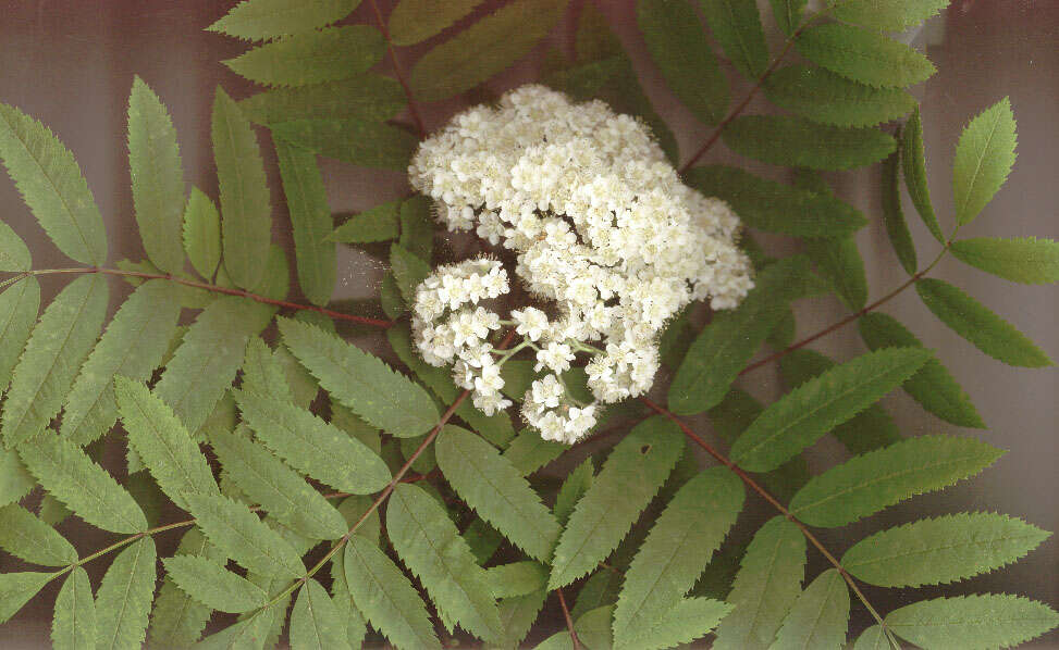 Image of rowan,  moutain ash