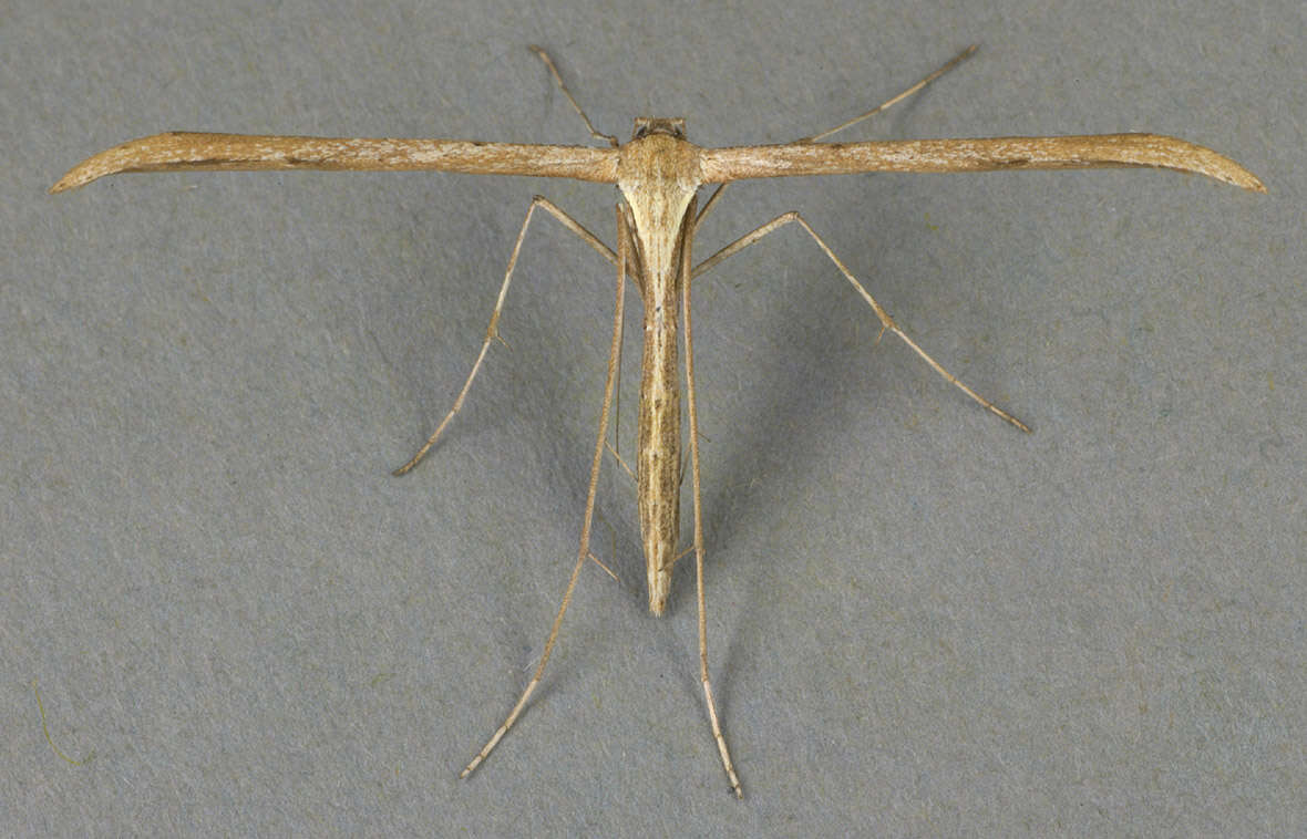 Image of Emmelina (Alucita) monodactyla (Linnaeus 1758)