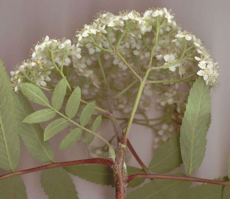 Image of rowan,  moutain ash