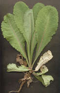 Image of bitter lettuce