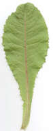 Image of bitter lettuce