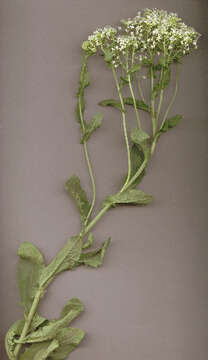 Image of hoary cress