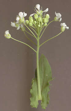 Image of hoary cress