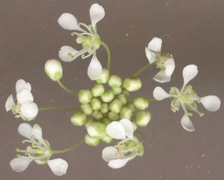 Image of hoary cress