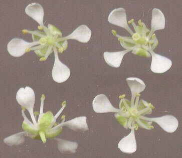 Image of hoary cress