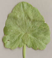 Image of Lesser celandine