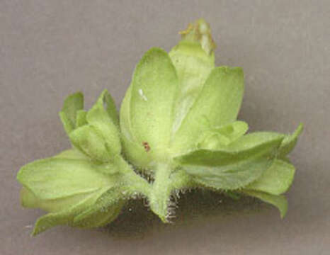 Image of Scrophularia vernalis L.