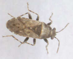 Image of Nettle Ground Bug