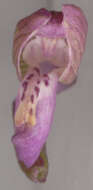 Image of Green-winged Orchid