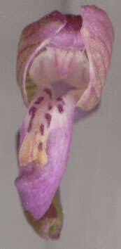 Image of Green-winged Orchid