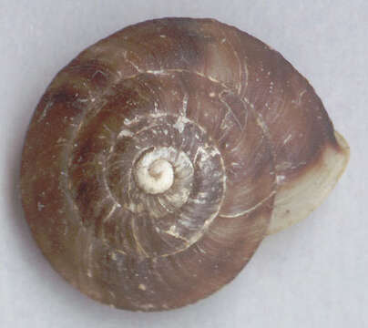 Image of Lapidary Snail