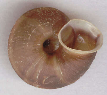 Image of Lapidary Snail