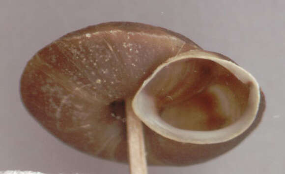 Image of Lapidary Snail