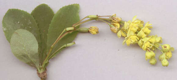 Image of Common Barberry