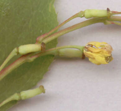 Image of Common Barberry