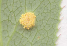 Image of Stem rust