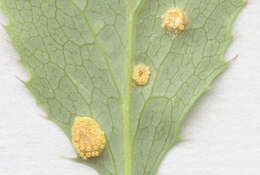 Image of Stem rust