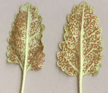 Imagem de Puccinia betonicae (Alb. & Schwein.) DC. 1815