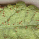 Image of Puccinia betonicae (Alb. & Schwein.) DC. 1815