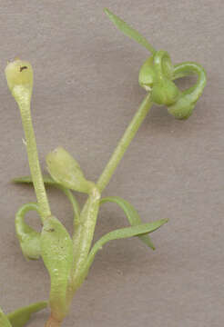 Image of Fountain Candy-Flower