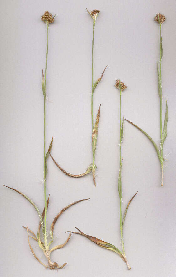 Image of Heath Wood-Rush