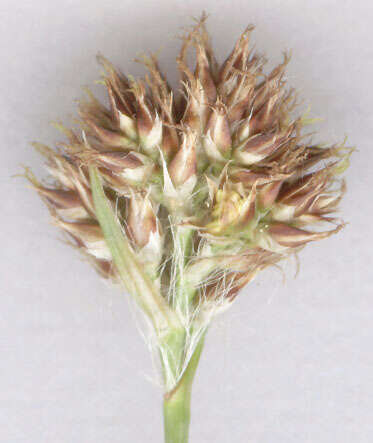 Image of Heath Wood-Rush