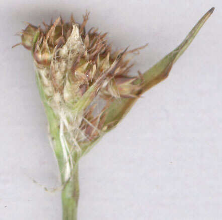 Image of Heath Wood-Rush