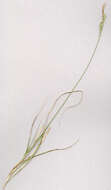 Image of carnation sedge