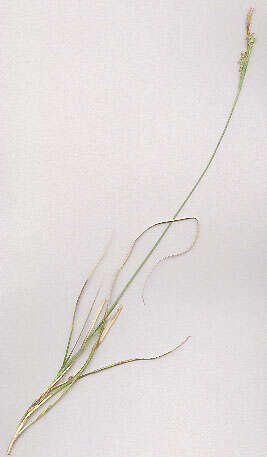 Image of carnation sedge