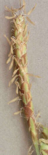 Image of carnation sedge