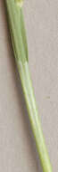 Image of carnation sedge