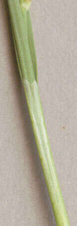 Image of carnation sedge