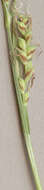 Image of carnation sedge