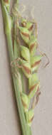 Image of carnation sedge