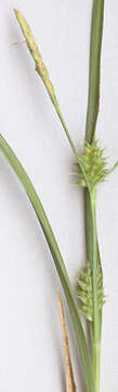 Image of little green sedge