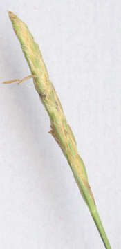 Image of little green sedge