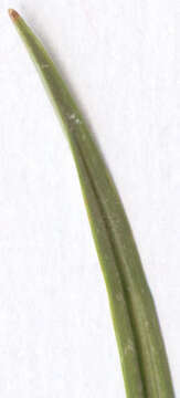 Image of little green sedge