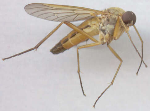 Image of Marsh Snipe fly