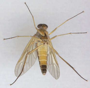 Image of Marsh Snipe fly