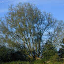 Image of Salix euxina × Salix alba