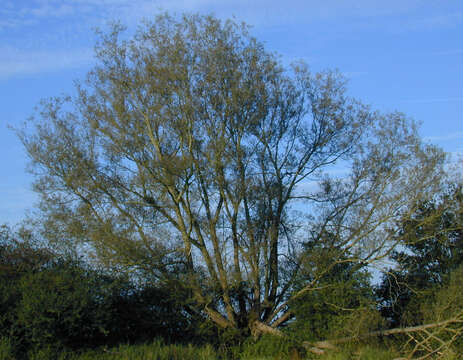 Image of Salix euxina × Salix alba