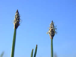 Image of Eleocharis palustris subsp. waltersii