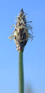 Image of Eleocharis palustris subsp. waltersii