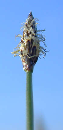 Image of Eleocharis palustris subsp. waltersii