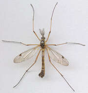 صورة Ctenophora (Ctenophora) pectinicornis (Linnaeus 1758)