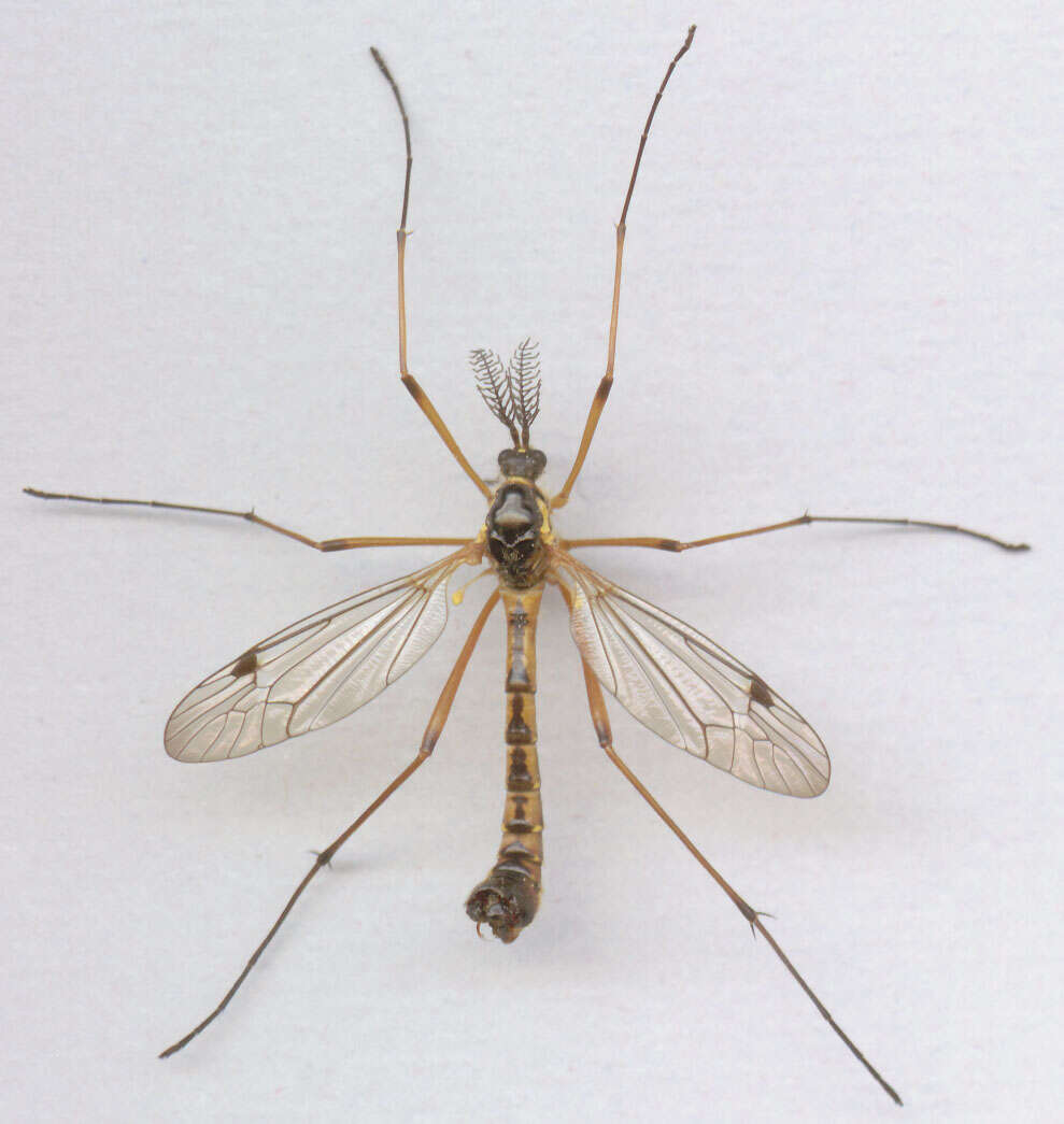 صورة Ctenophora (Ctenophora) pectinicornis (Linnaeus 1758)