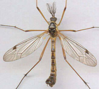 صورة Ctenophora (Ctenophora) pectinicornis (Linnaeus 1758)