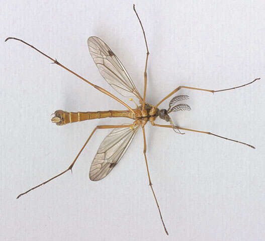 صورة Ctenophora (Ctenophora) pectinicornis (Linnaeus 1758)