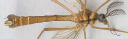 Image of Ctenophora (Ctenophora) pectinicornis (Linnaeus 1758)